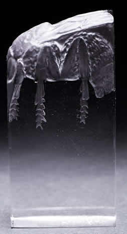 R. Lalique Mouche Seal