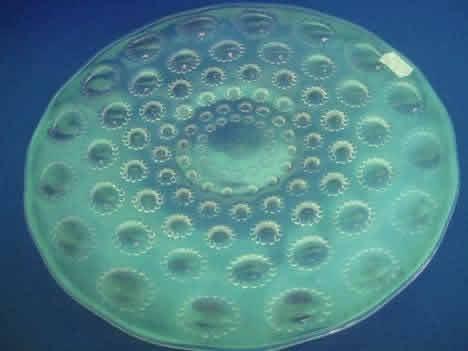 Rene Lalique  Asters Dish 