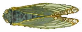 Rene Lalique Cicada Brooch circa 1900-1905
