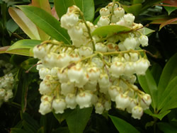 Japanese Garden Muguet Lilly-of-the-Valley