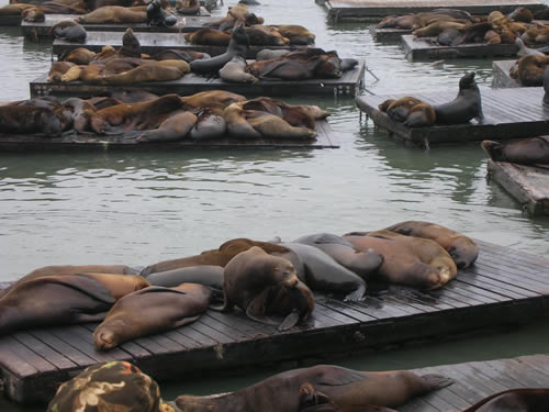 Rene Lalique Seals at Fishermans Wharf